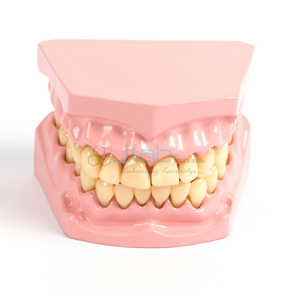 牙科模型