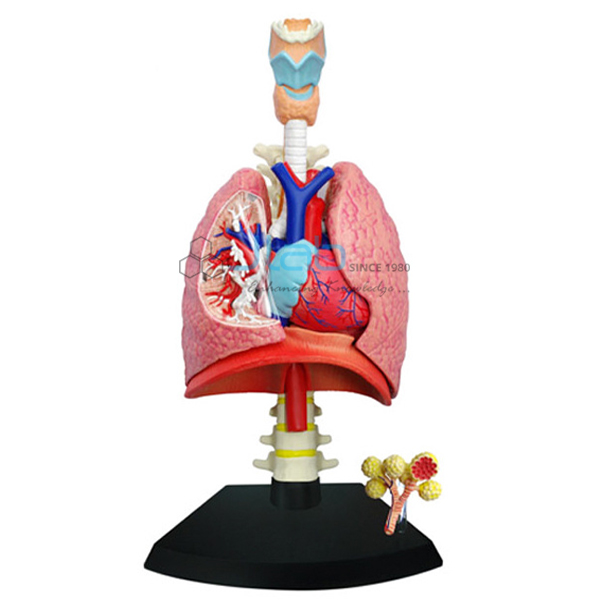 心脏和肺模型