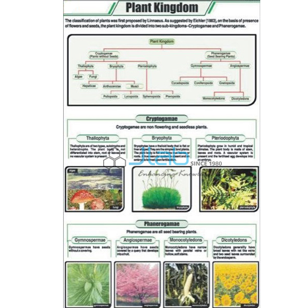 植物学图表