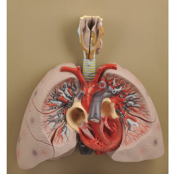 心脏模型与肺和喉