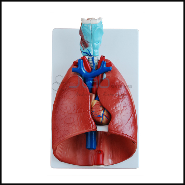 肺与心脏模型