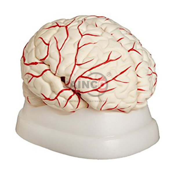 人脑模型