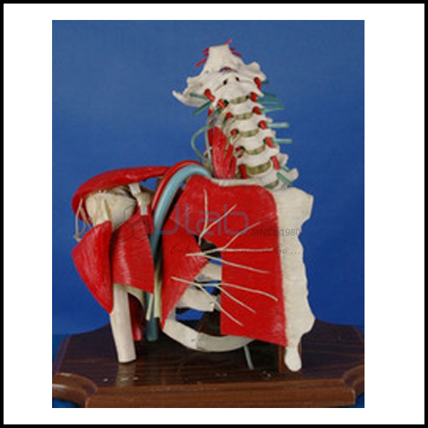 肩带肌肉和脊椎模型
