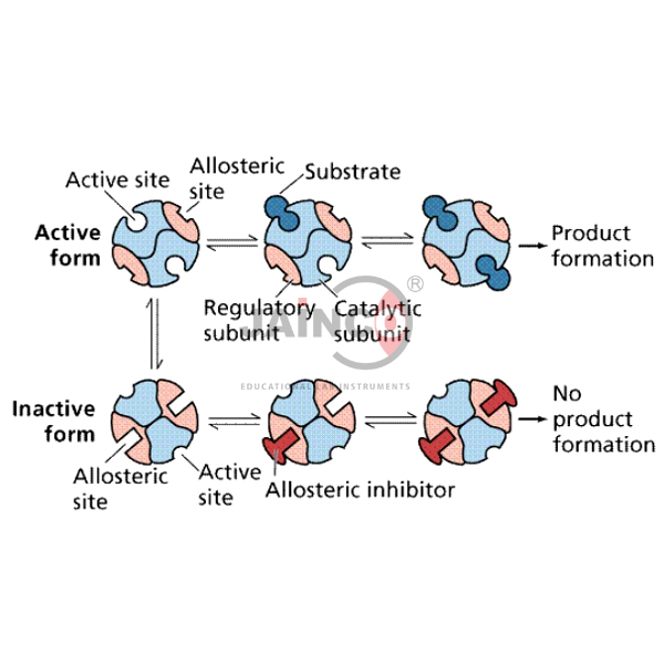 酶与反应模型