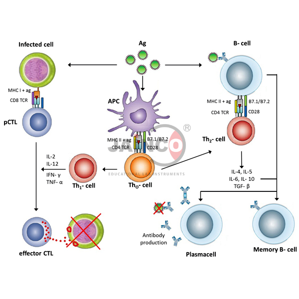 抗原提呈细胞模型