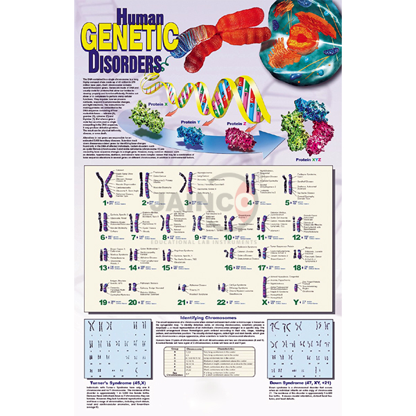 人类遗传疾病海报