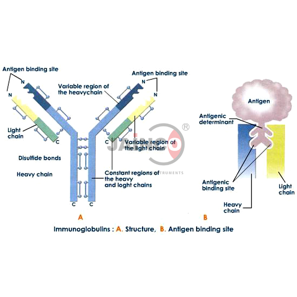 免疫球蛋白结构与功能模型