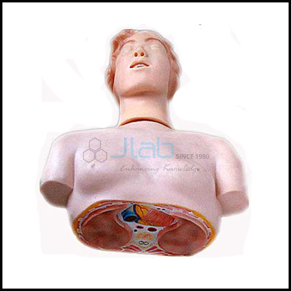 基本CPR人体半体与监视器