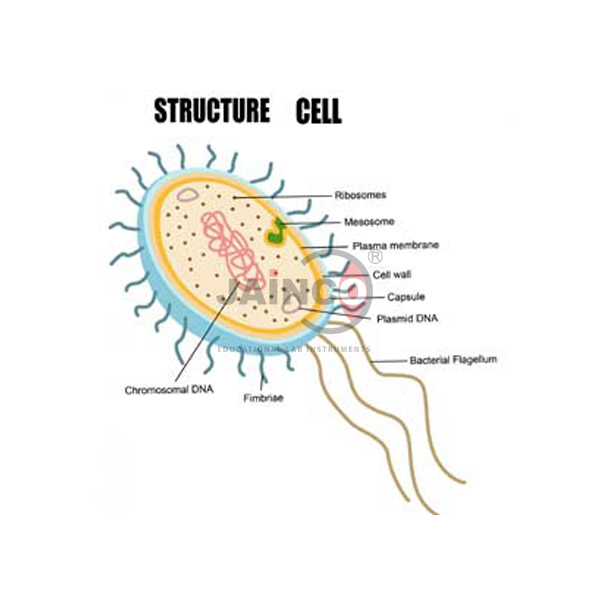 细菌细胞和细胞壁模型