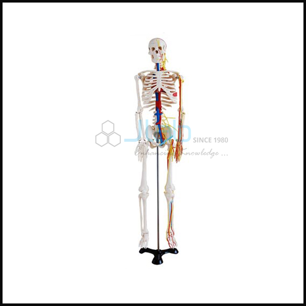 带神经和血管的人体骨骼高85厘米