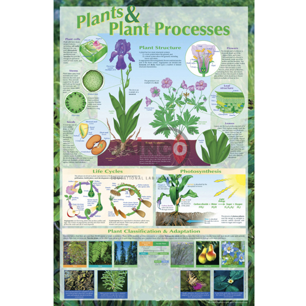 植物和植物过程海报