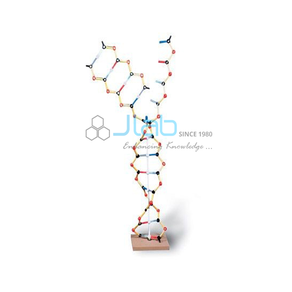 RNA模型