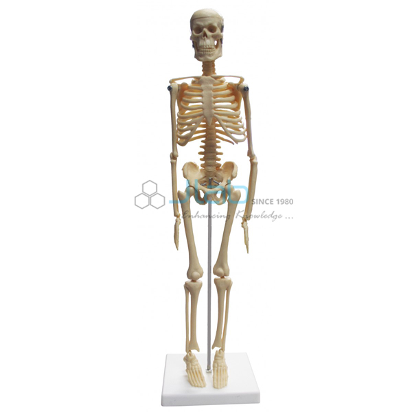 桌面Skeleton 17