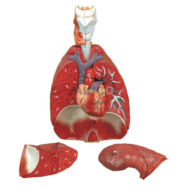 人工肺模型