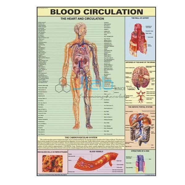 血液循环图