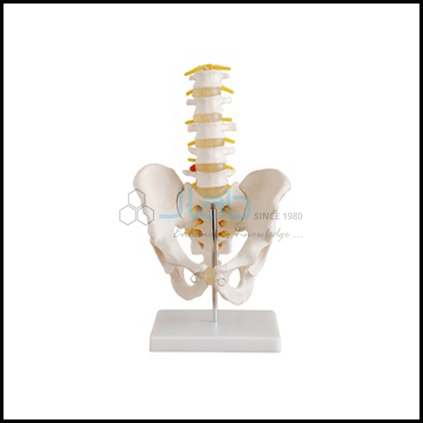 人类男性骨盆与腰椎