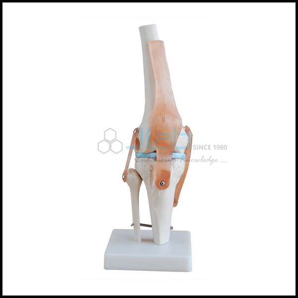 膝关节模型