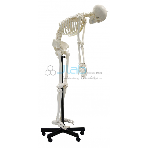 人类Skeleton 67全尺寸可变式170cm