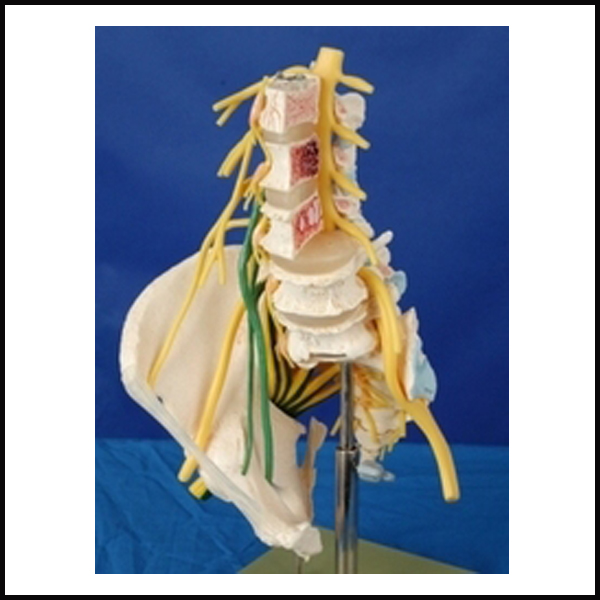 腰椎骶椎模型