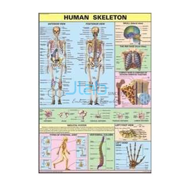 人类骨骼图