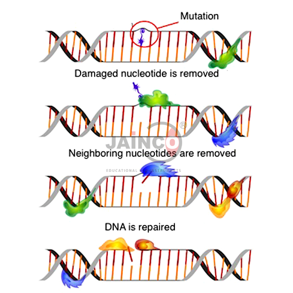 DNA修复机制模型
