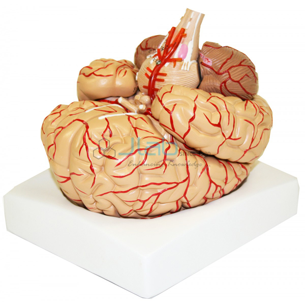 由动脉组成的大脑