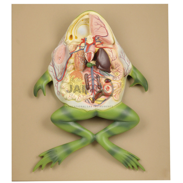 青蛙解剖模型