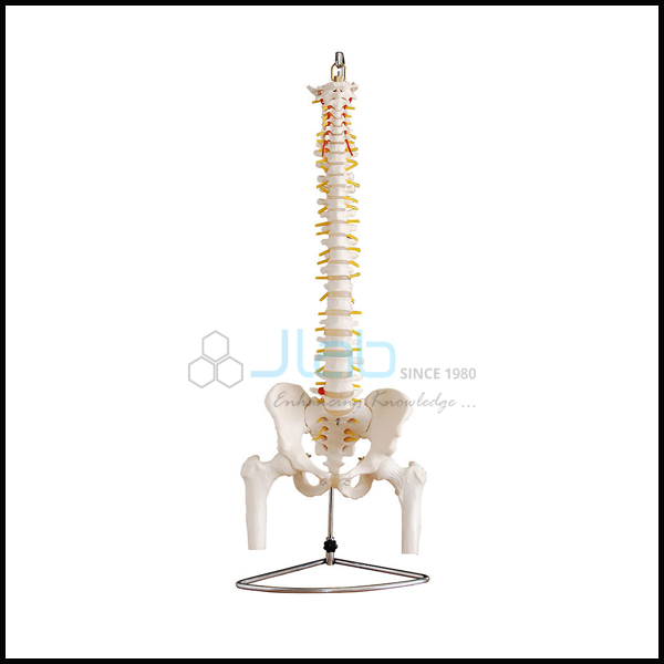脊柱，骨盆和股骨头