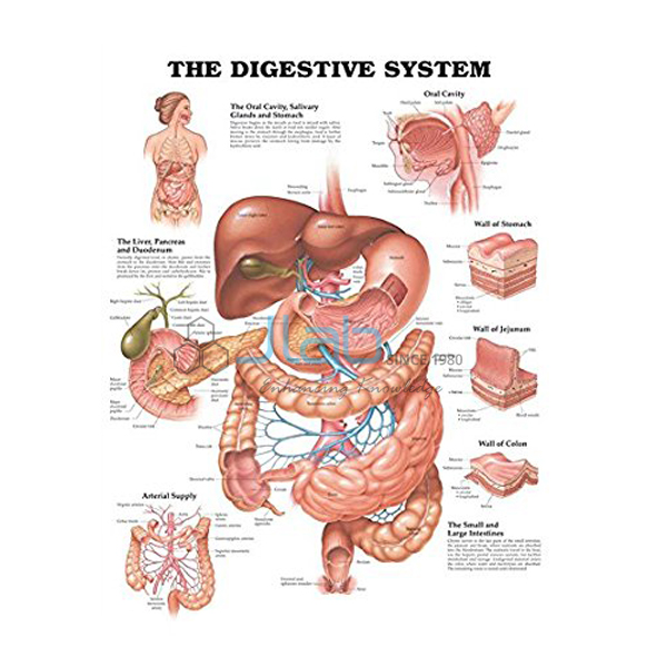 消化系统图