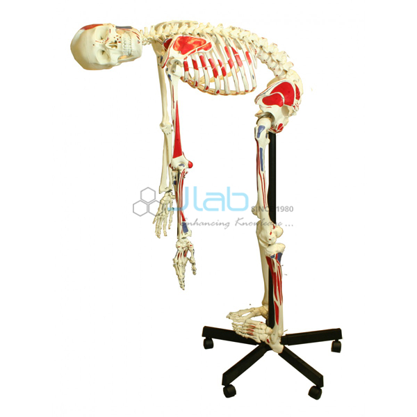 人体骨骼全尺寸灵活，肌肉170cm