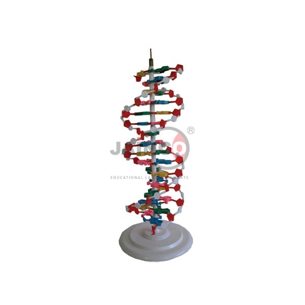 人DNA结构模型