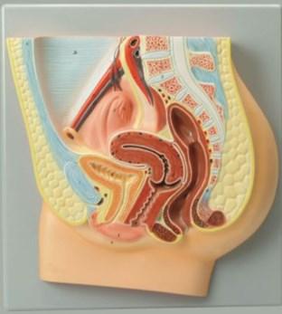 女性生殖系统(盆腔解剖)模型