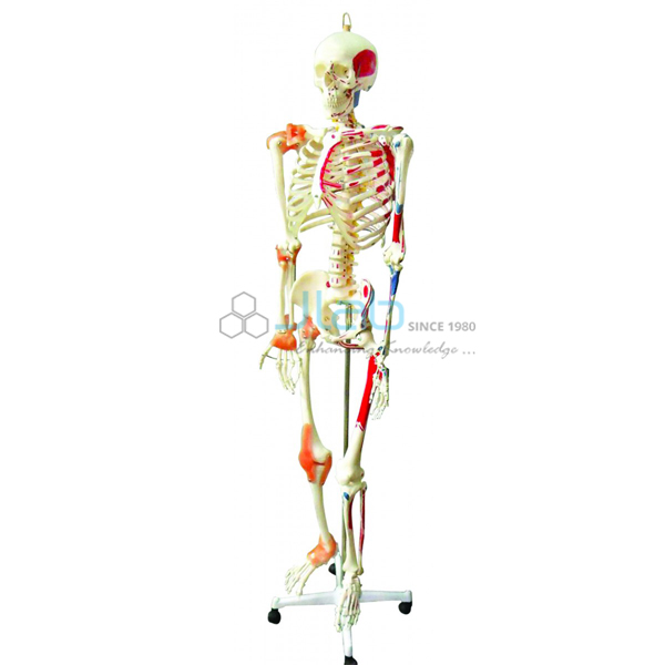 人类骨架全尺寸170cm肌肉类