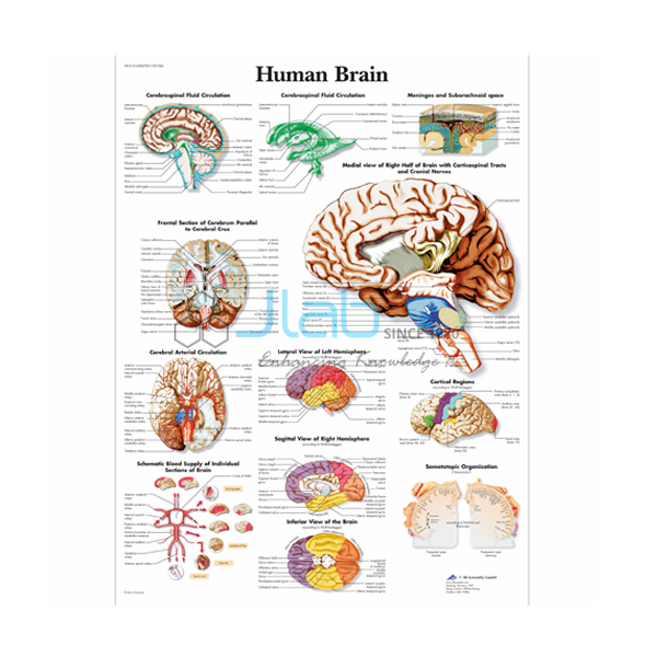 人类大脑图