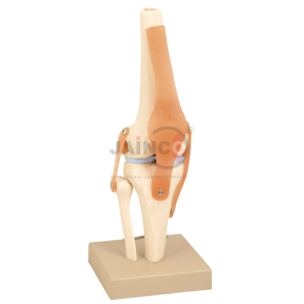 人类膝盖联合模型