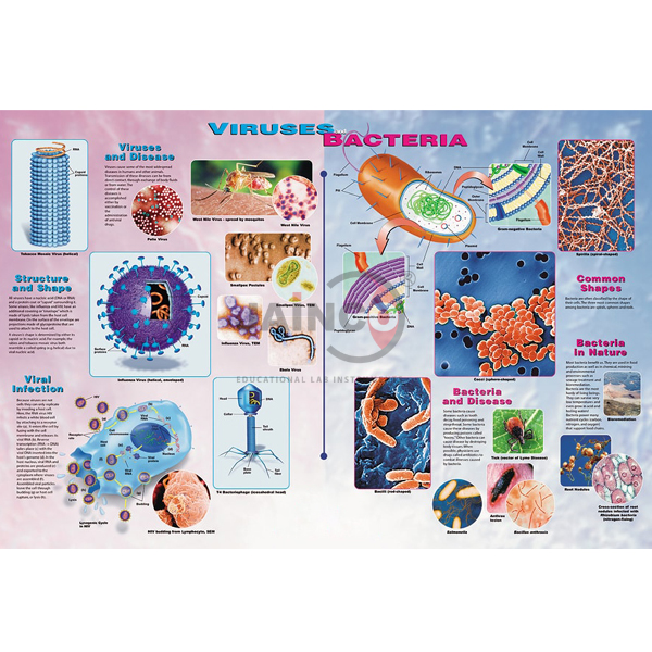 病毒及细菌海报