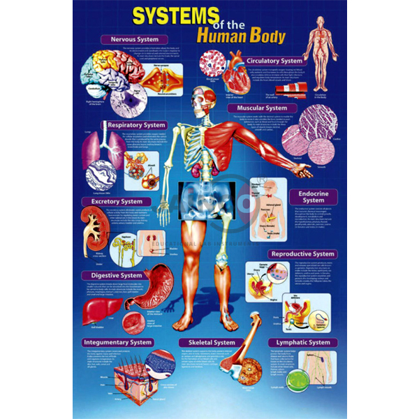 人体海报系统