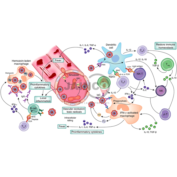 免疫反应诱导模型