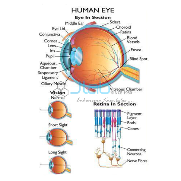 人类视力检查表