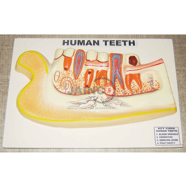 人类牙齿模型