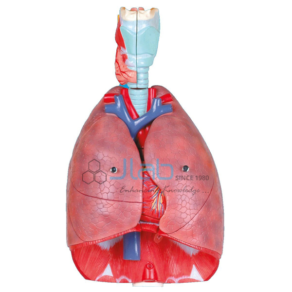 喉头心肺模型