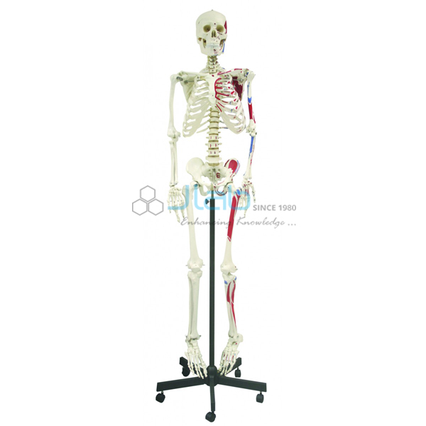 人类Skeleton66全尺寸168cm