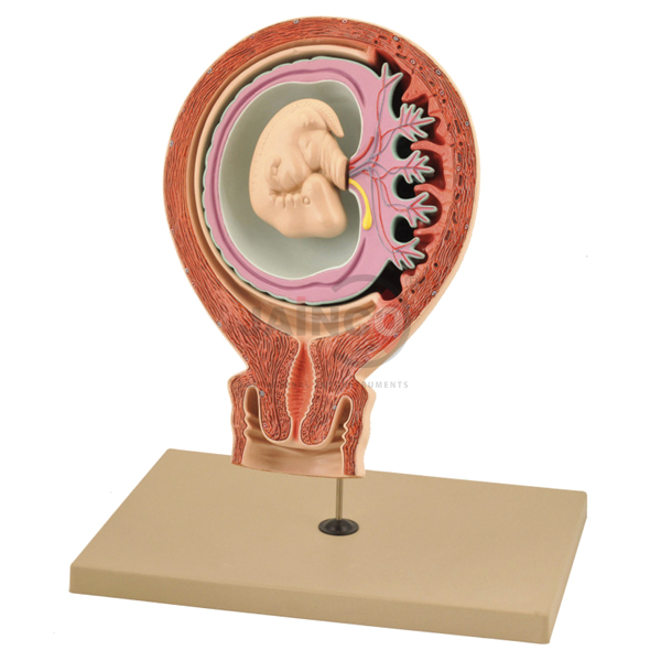 人类胎儿模型