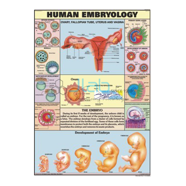 人类胚胎图
