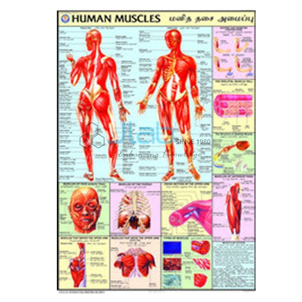 人类肌肉图