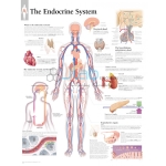内分泌系统图表