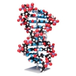 十层DNA分子模型