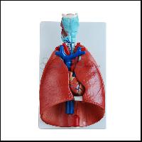 用心脏模型肺部