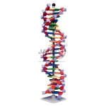 迷你DNA 22层碱基对分子模型