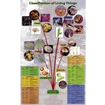 生物分类海报